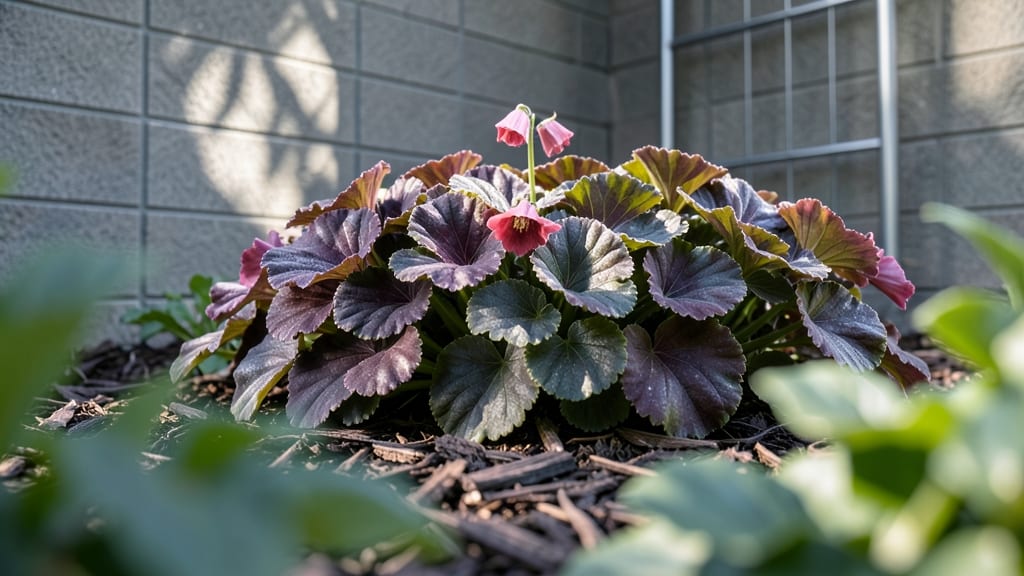 Heuchera and Coral Bells for Striking Foliage